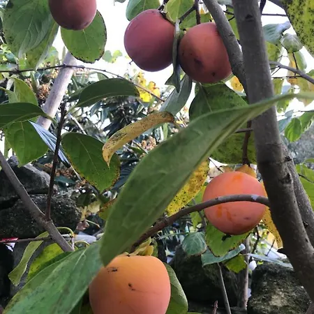 Проживание в семье Violette *