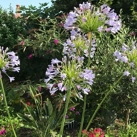 Séjour chez l'habitant Violette