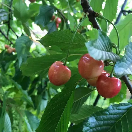 Violette Проживание в семье