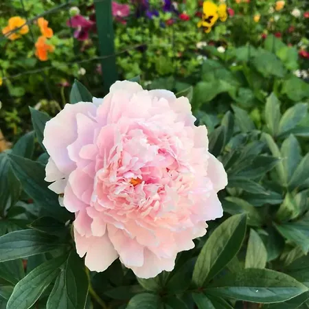 Violette Проживание в семье *