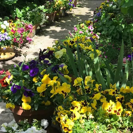 Violette Проживание в семье