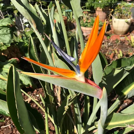 Проживание в семье Violette *