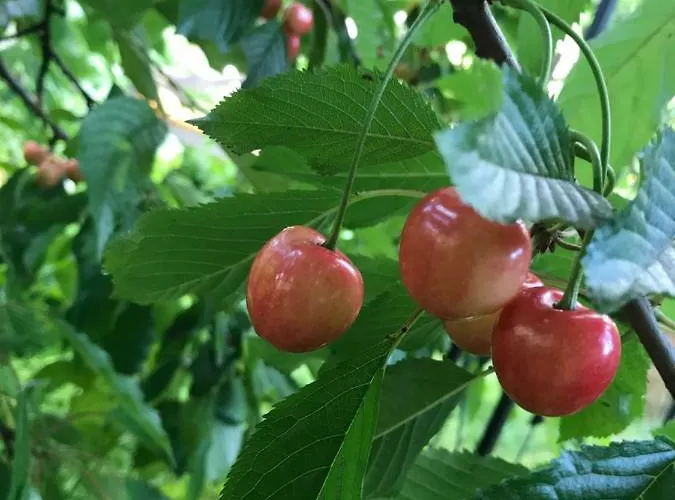 Violette Alloggio in famiglia