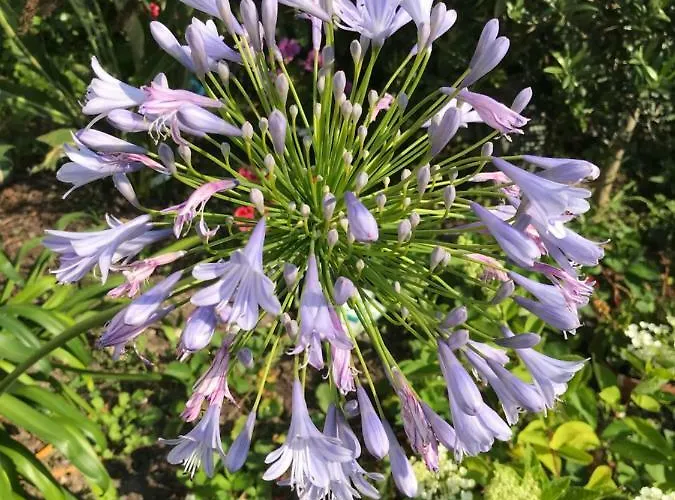 Violette Rum i privatbostad *