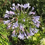 Violette Séjour chez l'habitant *
