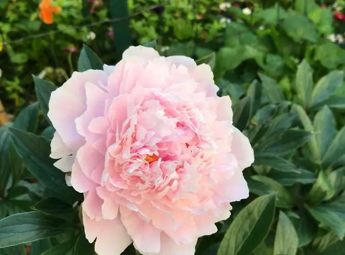 Violette Quarto em Acomodações Particulares *