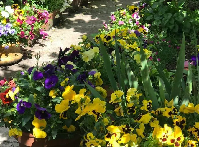 Violette Séjour chez l'habitant