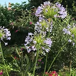 Kwatera prywatna Violette