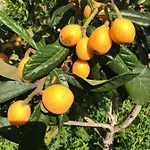 Violette * בורדו