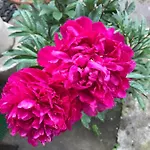 Violette * בורדו