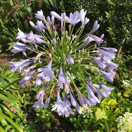 Violette Accommodatie bij particulieren *