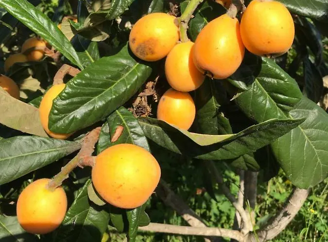 Violette * בורדו