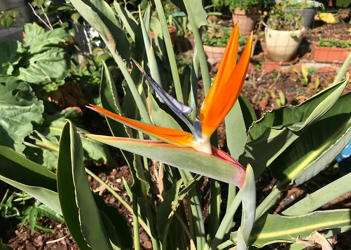 בית אירוח Violette *